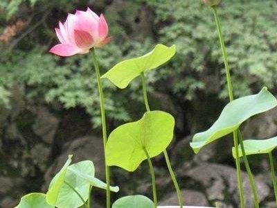 碗莲翻盆最简单方法,种子种的碗莲第二年要翻盆吗