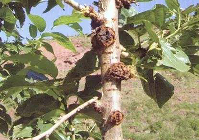 果树根瘤病害怎么治病最好,果树上主干长瘤子是什么病