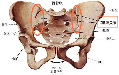 产后屁股神经痛,产后屁股尾骨痛错位