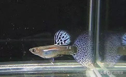 停电了鱼缸的鱼要怎么弄,停电了鱼缸里的鱼缺氧怎么救