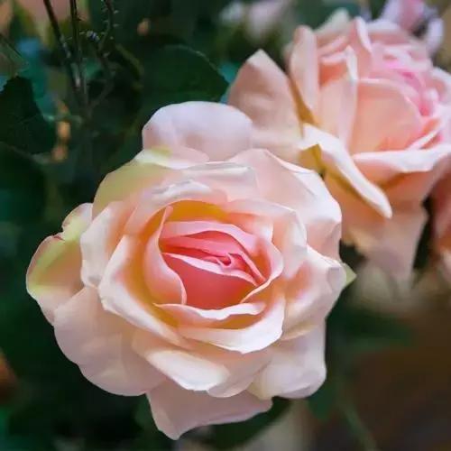 玫瑰大全|说到玫瑰只能想到红玫瑰的,建议你好看看本文!