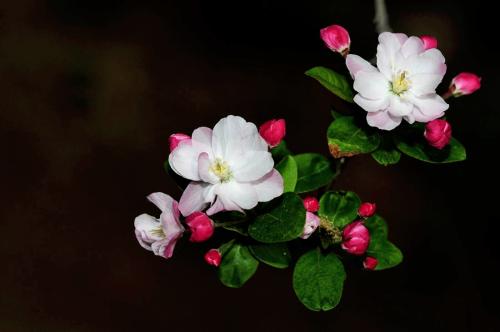 虽艳无俗姿太皇真富贵花中国艳是海棠!