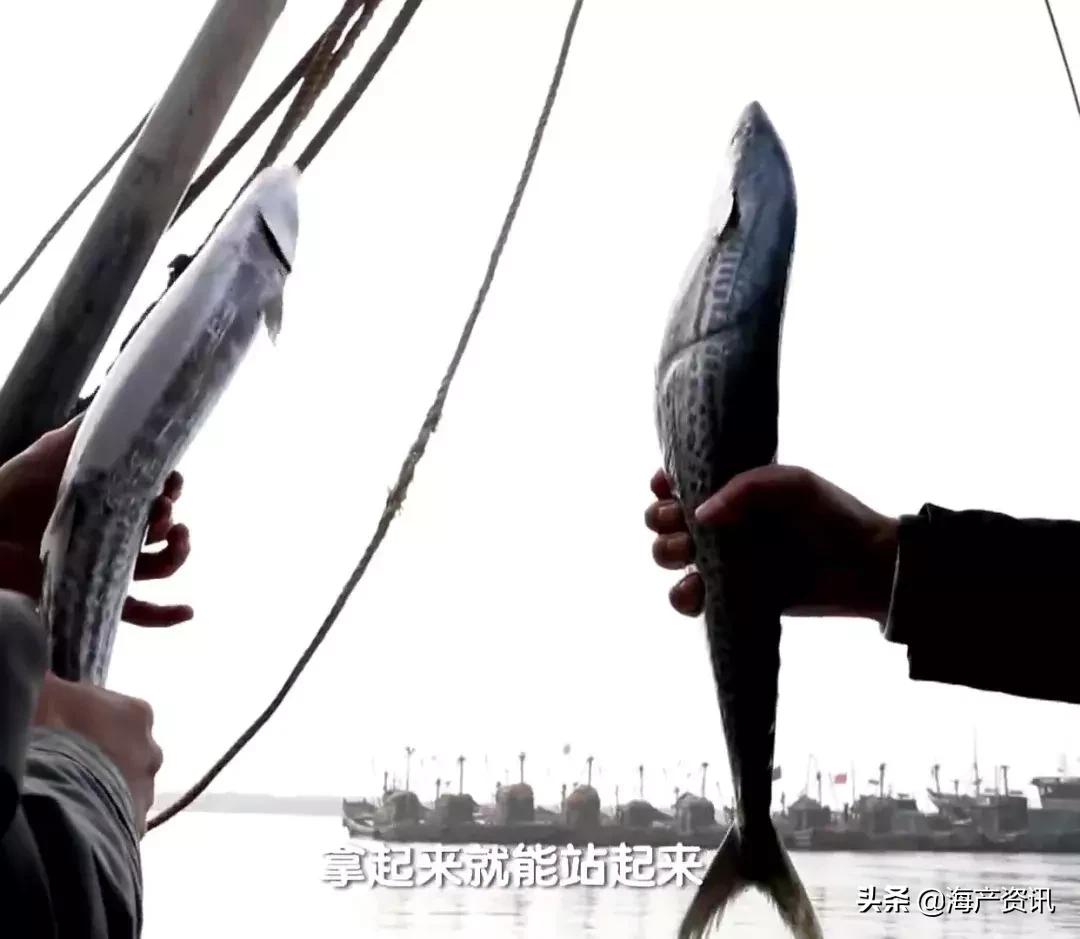 海鲜市场这4种鱼人工无法养殖,海鲜市场适合养什么鱼