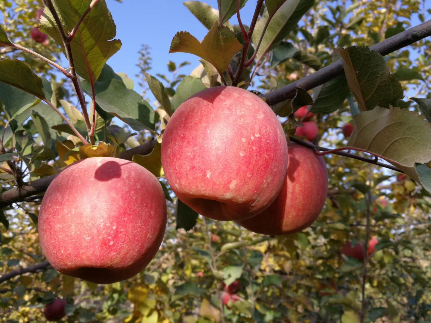 名扬四海的新疆瓜果,带你一起吃遍新疆瓜果