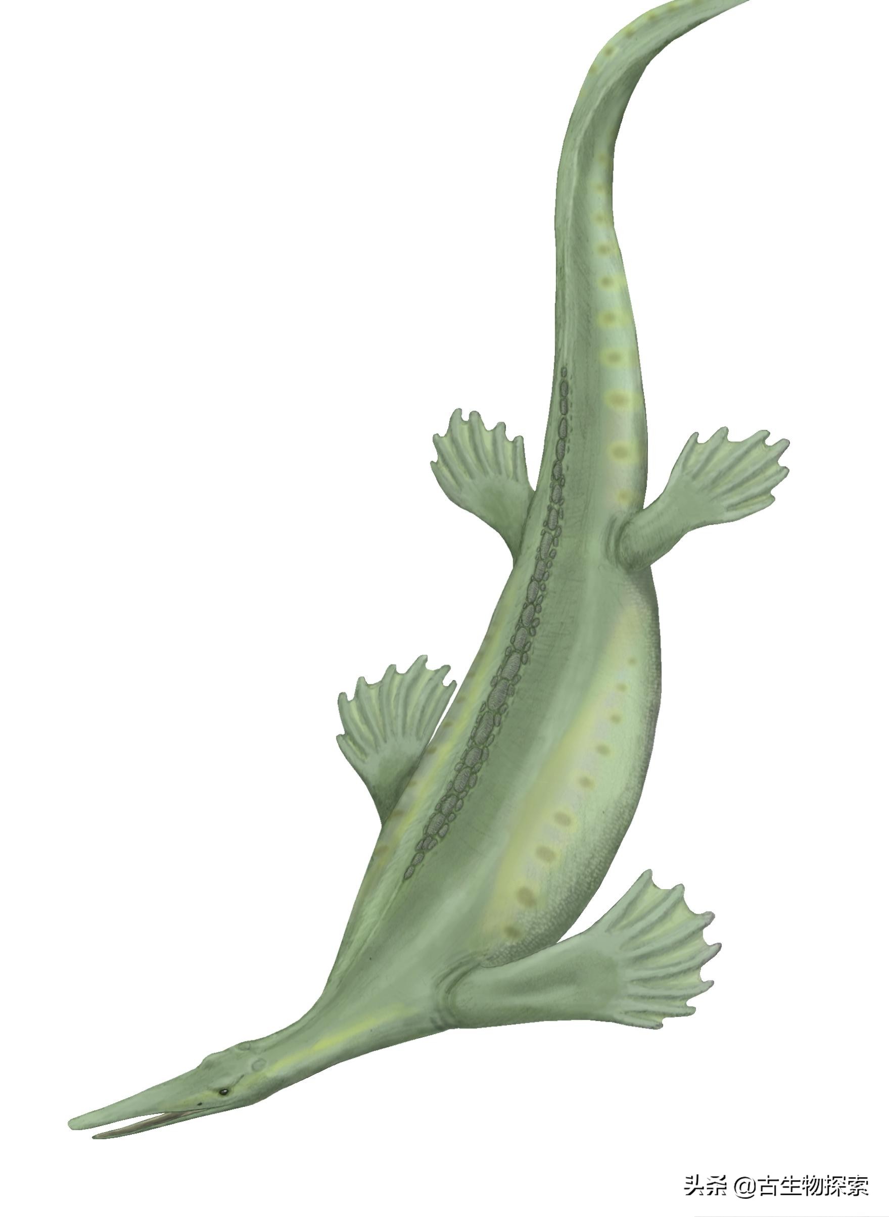 中国发现生活在2.48亿年前的“鸭嘴兽”