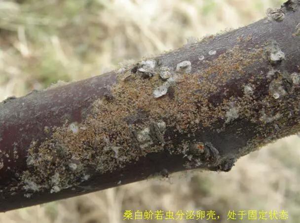 樱桃的常见病虫害及防治方法,樱桃虫害最佳防治方法