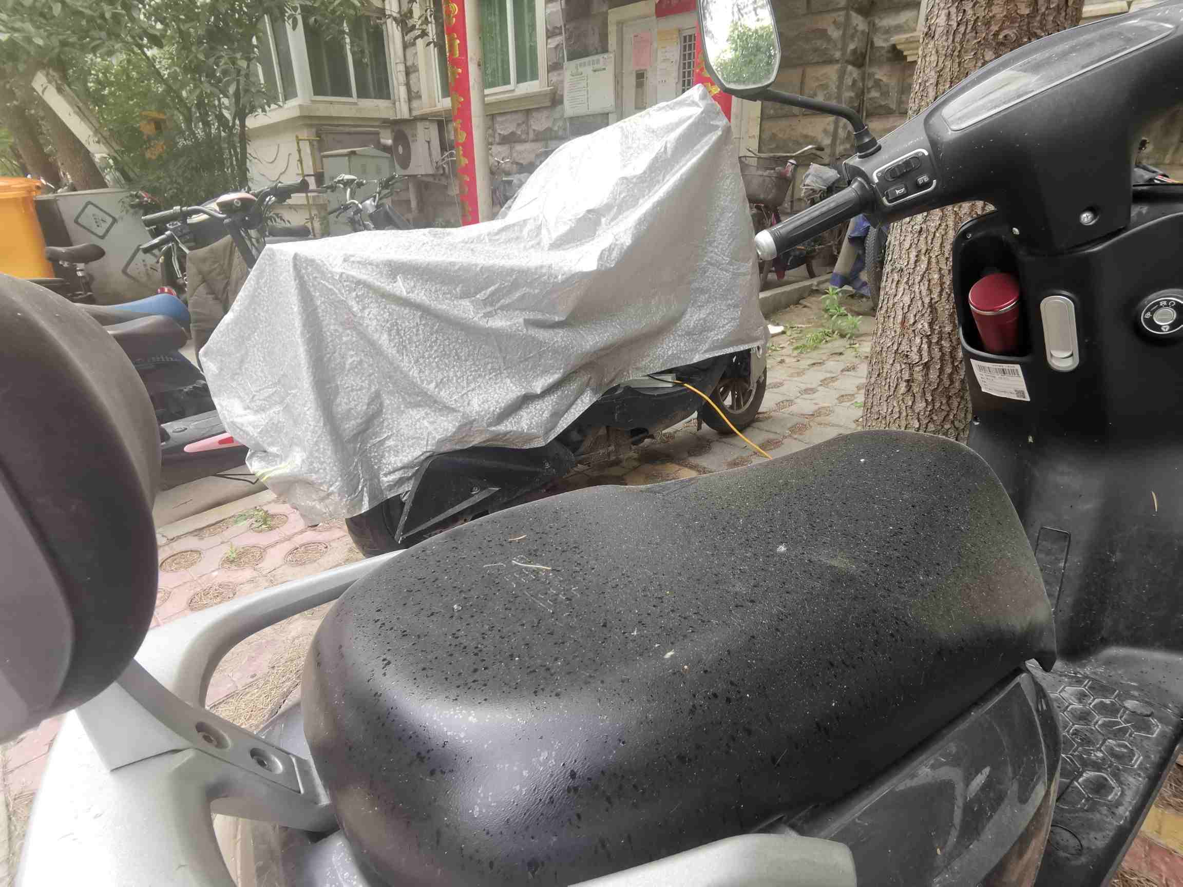 小区树滴油到车上,小区里的风景树滴油是怎么回事