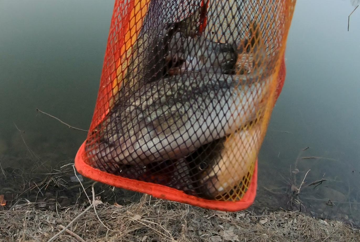 秋季路亚钓鲈鱼追饵不咬,路亚下午怎么钓鲈鱼