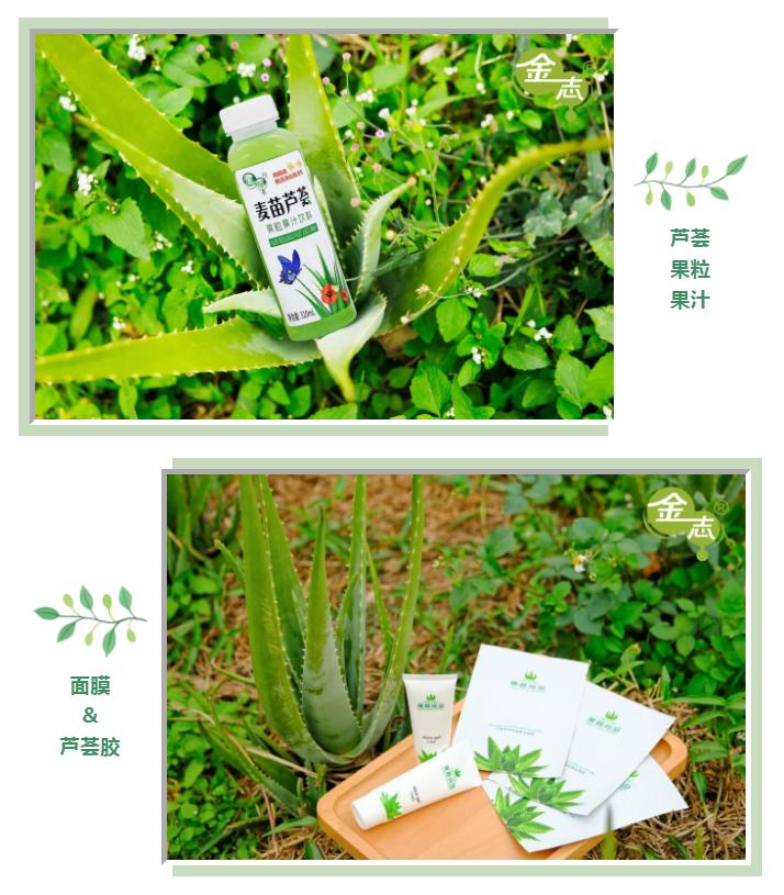 跨越20年的芦荟情谊