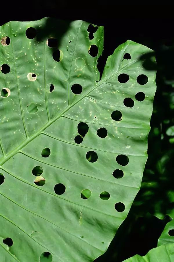 海芋与叶甲,海芋和阿波银叶甲