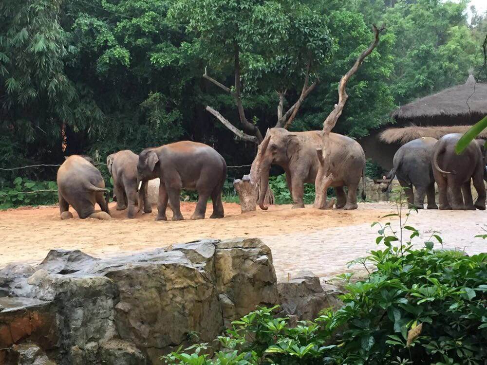 京轩溜娃指南|暑假带娃去哪儿玩?入坑长隆那是必须滴~