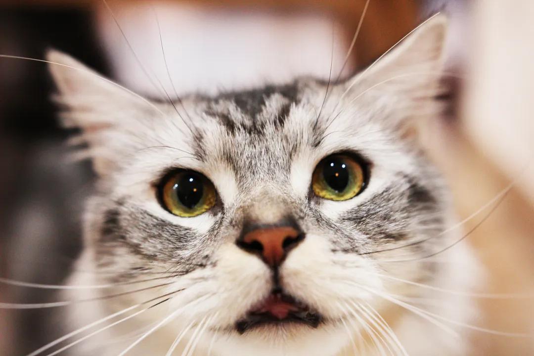猫咪的胡须原来这么重要,猫咪胡须对猫有什么影响