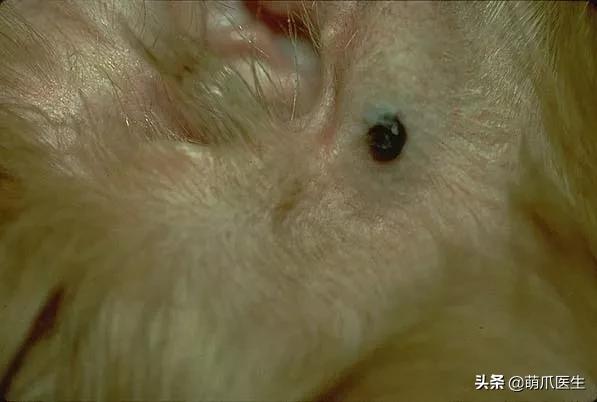 猫咪皮肤有黑斑点还很容易掉毛,猫咪身上有黑色斑点是怎么回事