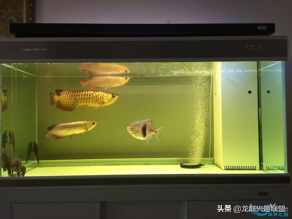 给金龙鱼做眼睛手术完整版,金龙鱼刮眼白手术