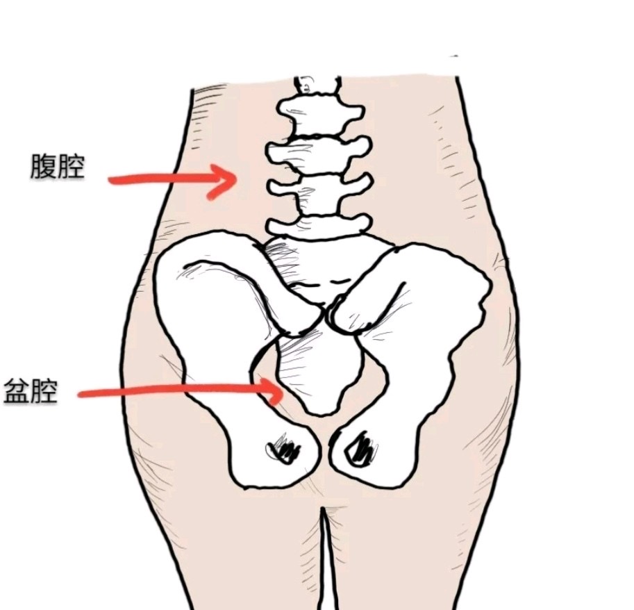 卵巢保养，您以为真能摸到卵巢吗？