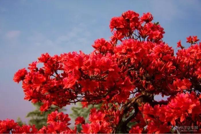 安徽春天去哪看花,安徽春天赏花攻略景点推荐