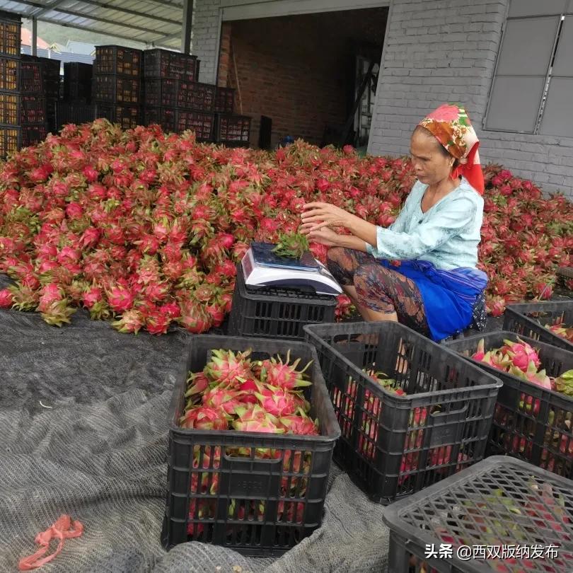 幸福打洛产业振兴路上瓜果飘香