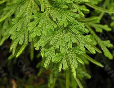 世界上10大最奇特的植物,世界上最奇特的植物叫什么名字