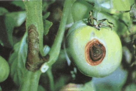 预防番茄黑斑病栽培管理,番茄斑点病和叶斑病如何防治