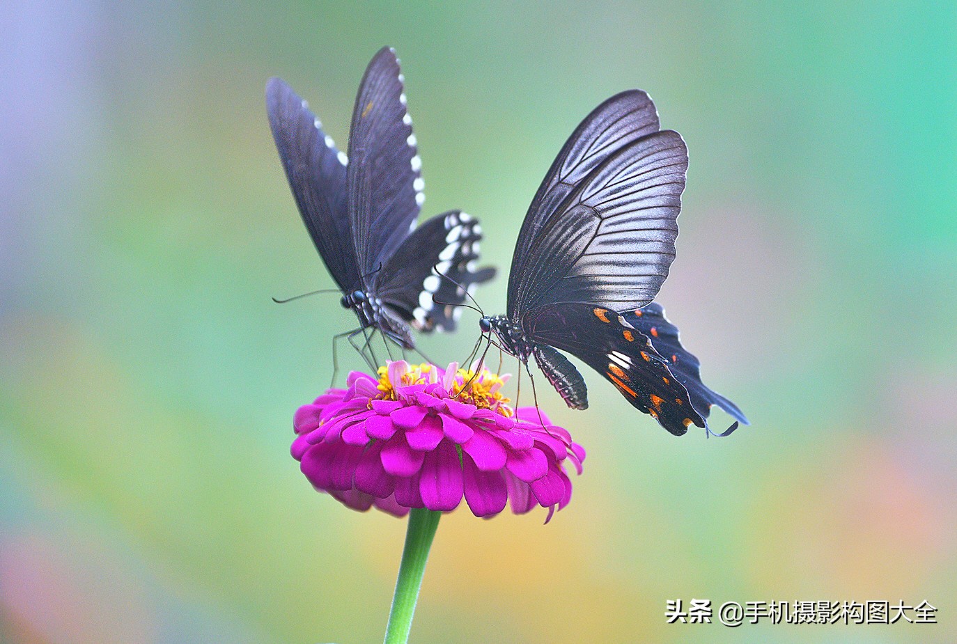 拍蝴蝶最大收获,拍蝴蝶技巧