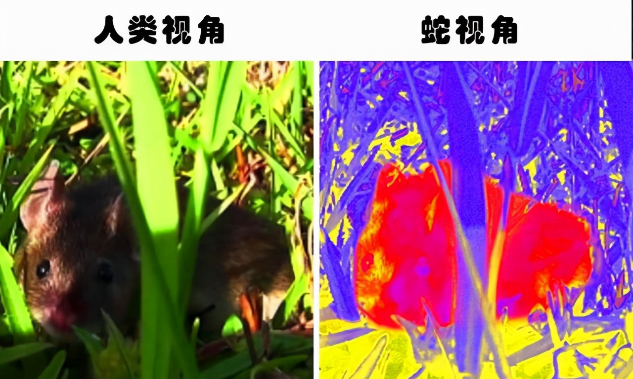 蛇会装死吗,被打死的蛇为什么不咬人