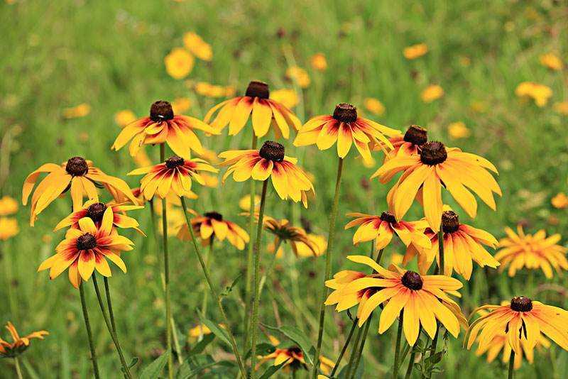 日光菊怎么养护,路边的小野菊怎么养