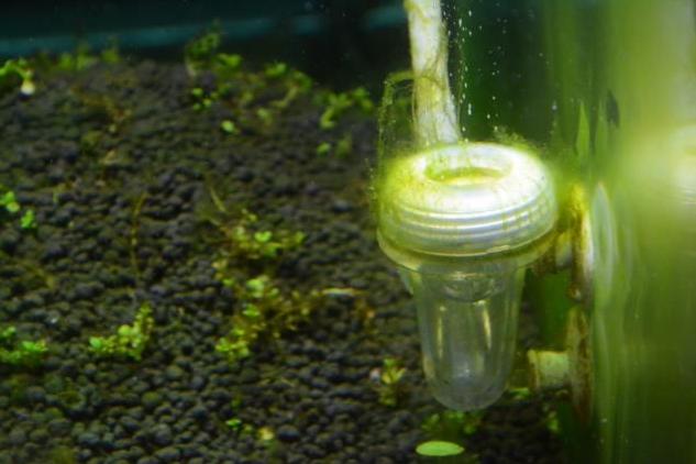 鱼缸经验,鱼缸换水实践经验分享