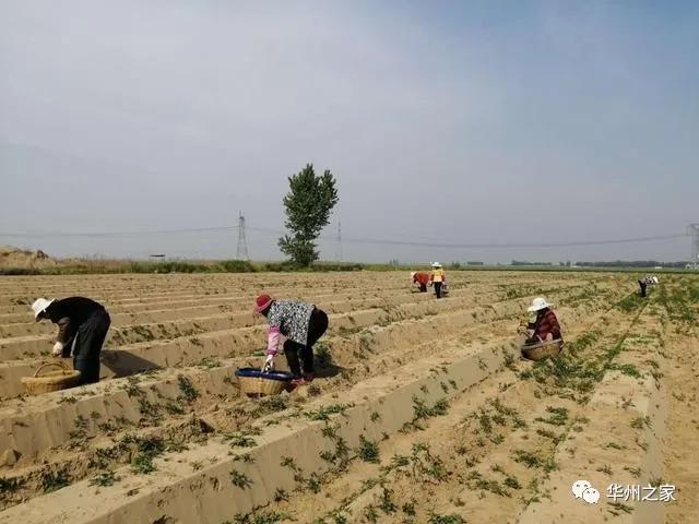 华州区这里出土“白象牙”，种一次可连续采10年到15年！