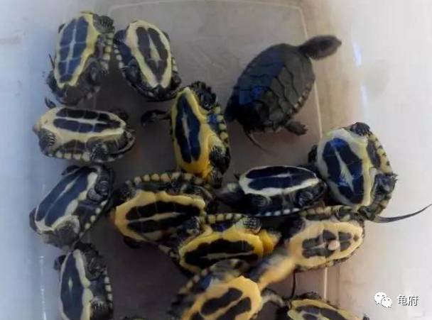 鉴赏花草模板,小青苗照片