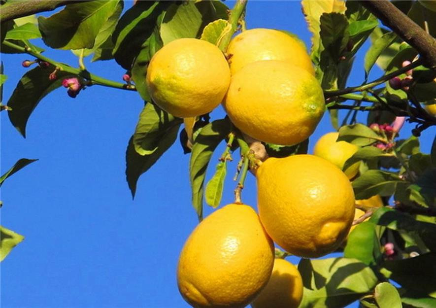 百种味道的果子,四季百种果子图片