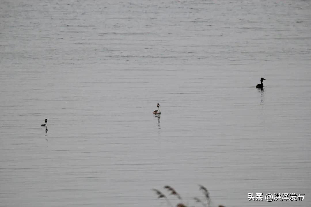 【V视】享自然丨千余只“凤头鸊鷉”洪泽湖畔捕食嬉戏
