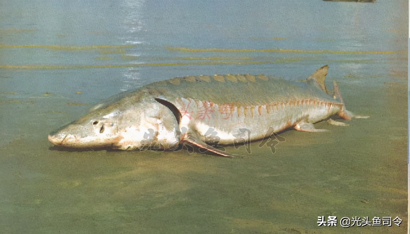 长江保护鱼类,有关长江鱼类资源保护