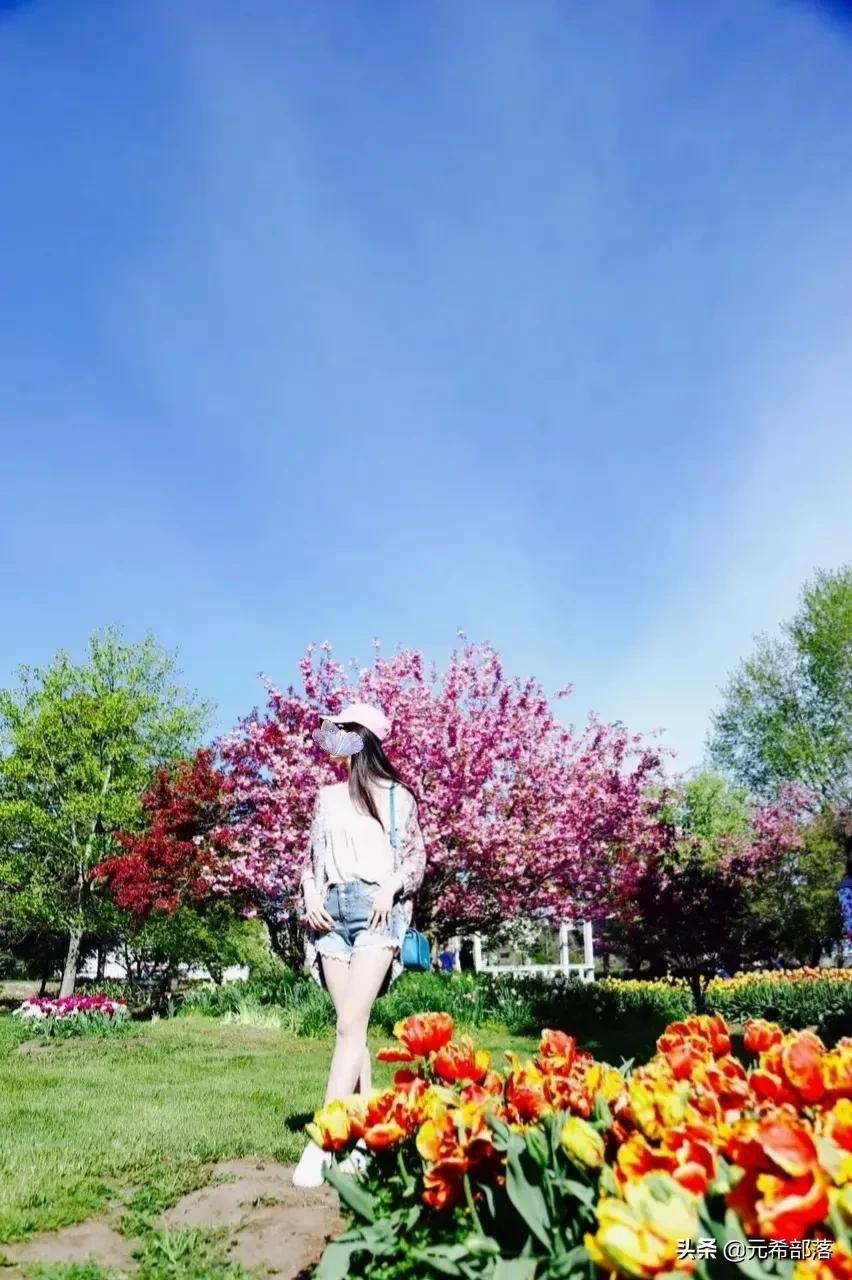 荷兰小镇郁金香盛开,荷兰小镇郁金香花海