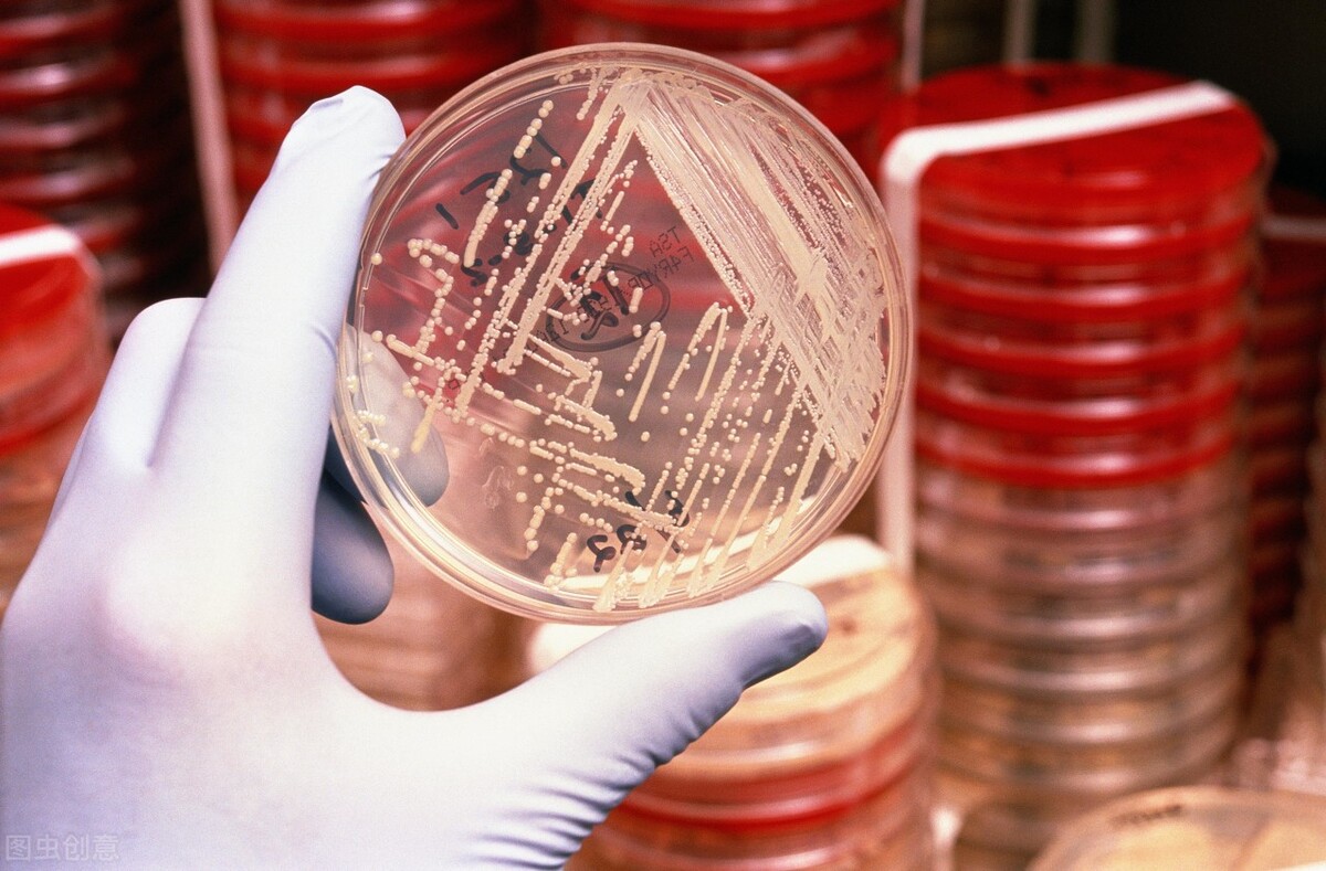 阿莫西林只对6种疾病有效,阿莫西林别乱吃只对四种病有效