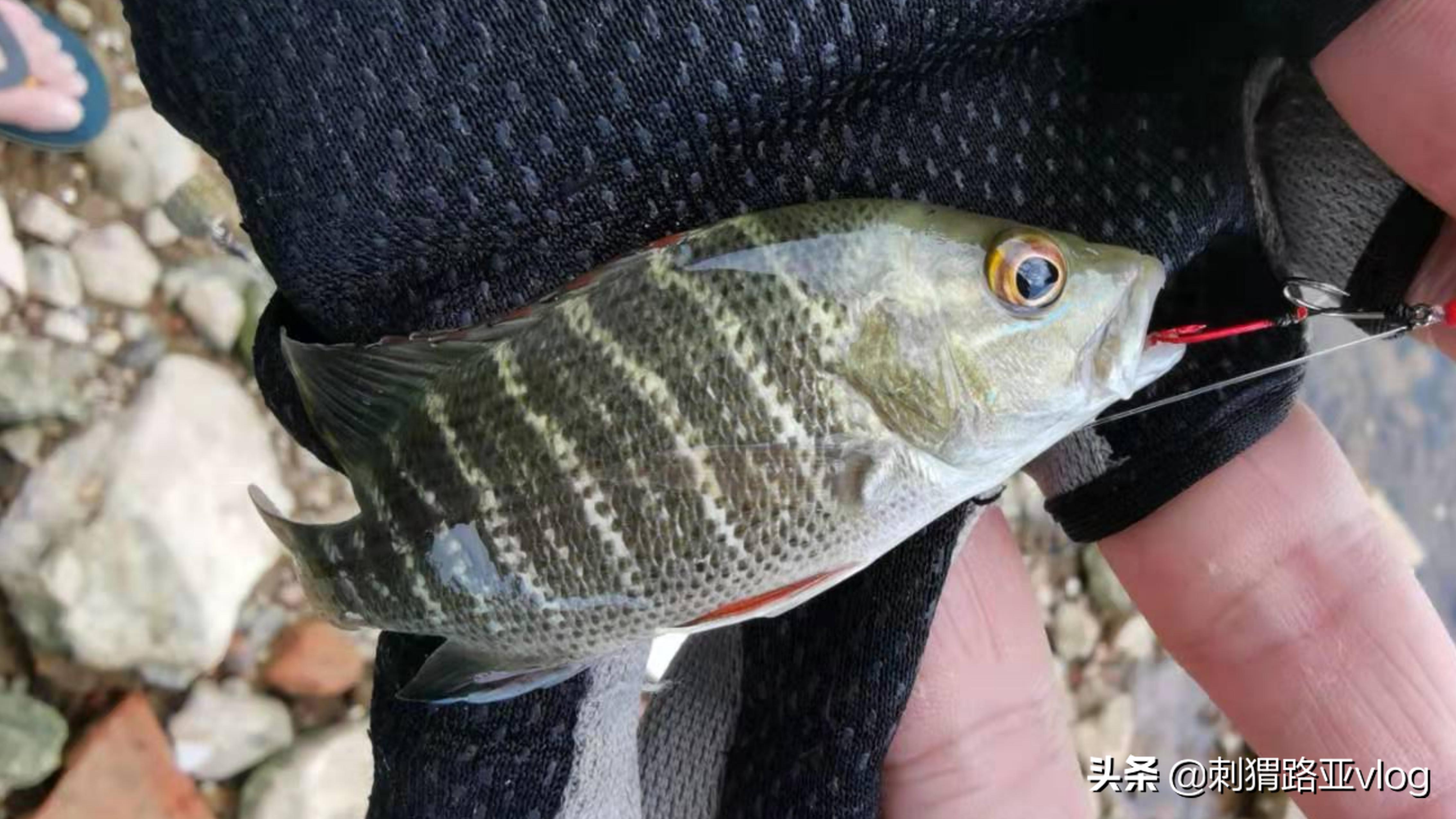 微物路亚亮片双钩钓组,路亚前导线双钩亮片绑法