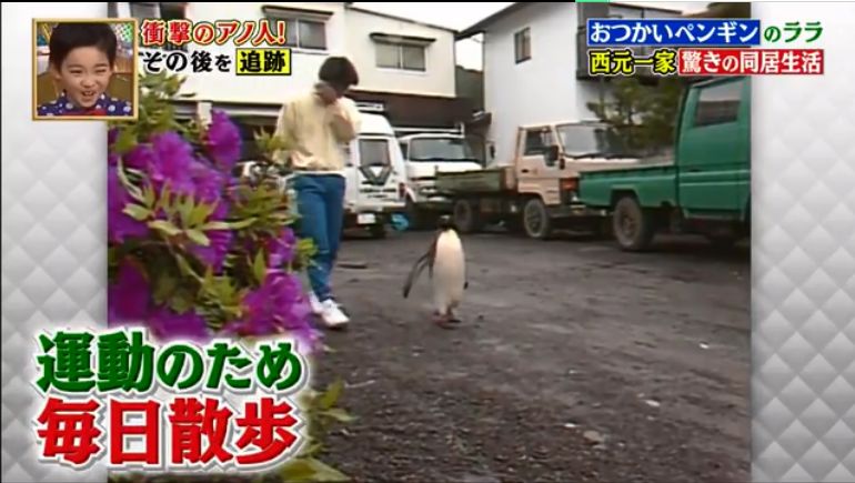 去世的小企鹅,死去的南极企鹅