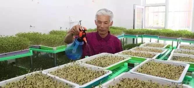 这个“芽菜老汉”火了