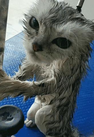 猫咪得了猫癣用什么进行环境消毒,猫咪得猫癣了家里怎么清理