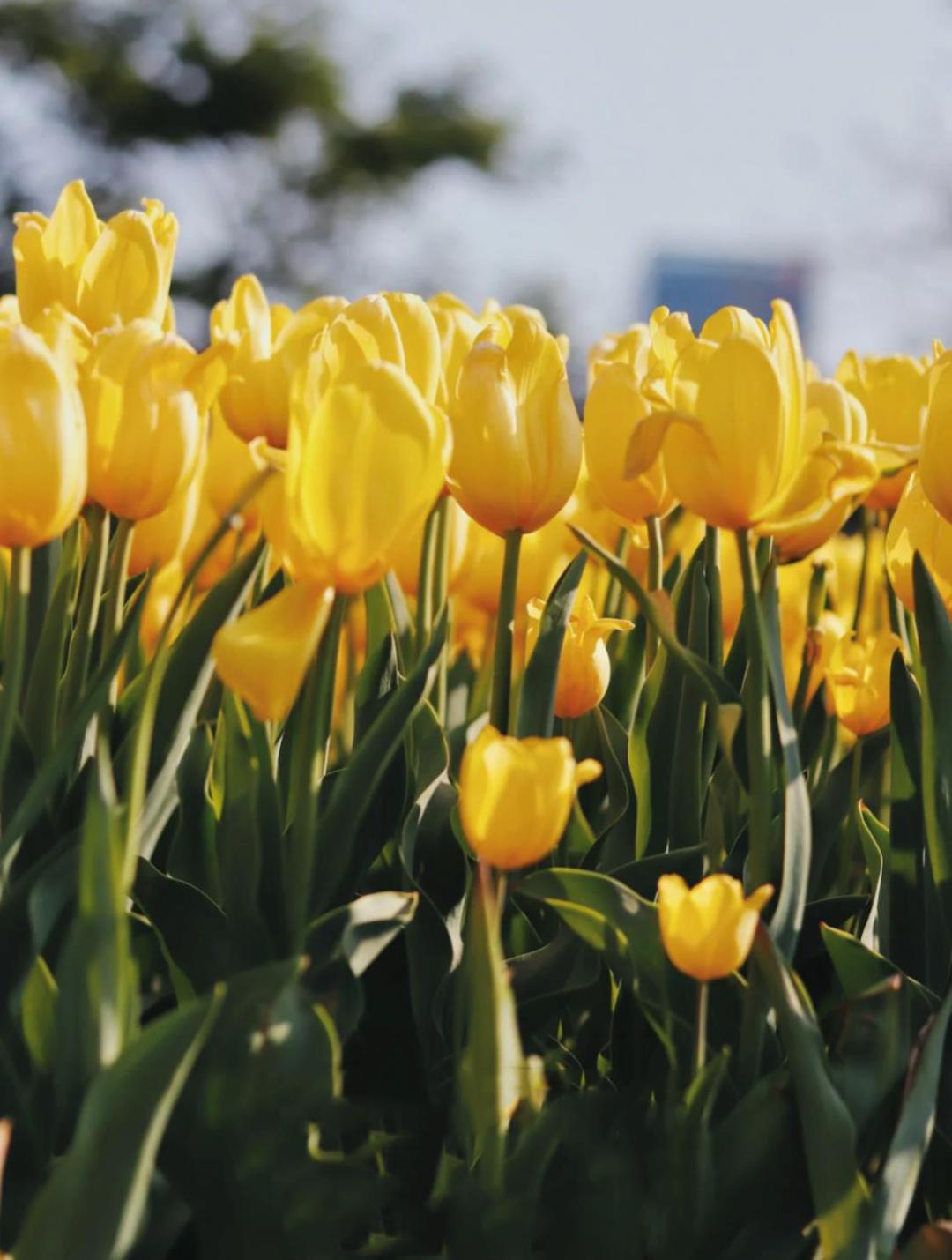 深圳十大免费花海公园,深圳红花山公园粉黛花海