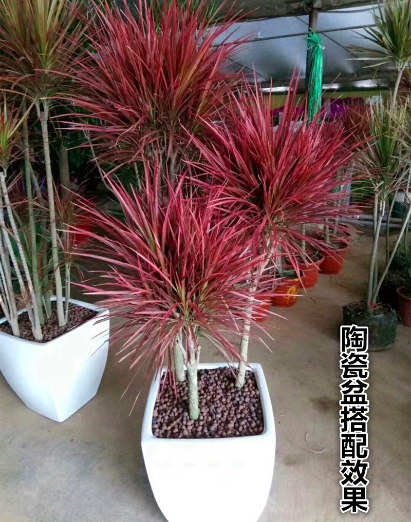 常见的五种最丑的花,最好养的丑花排名