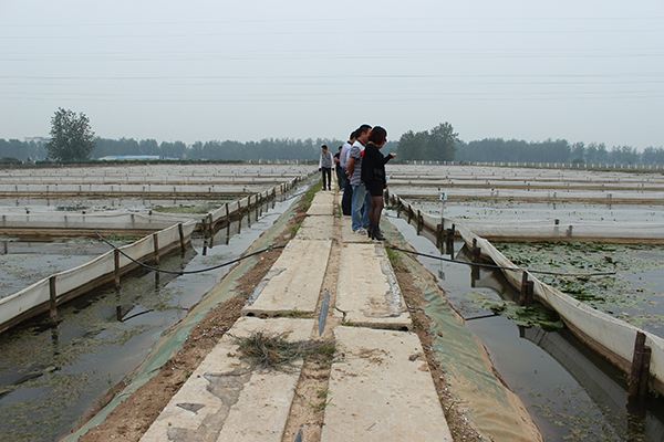 看到利润可观，王大叔也跟风养殖，没想到全部打了水漂