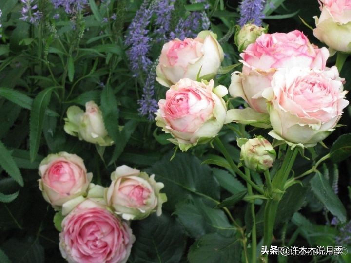 月季叶子枯萎怎么修剪,月季灰霉