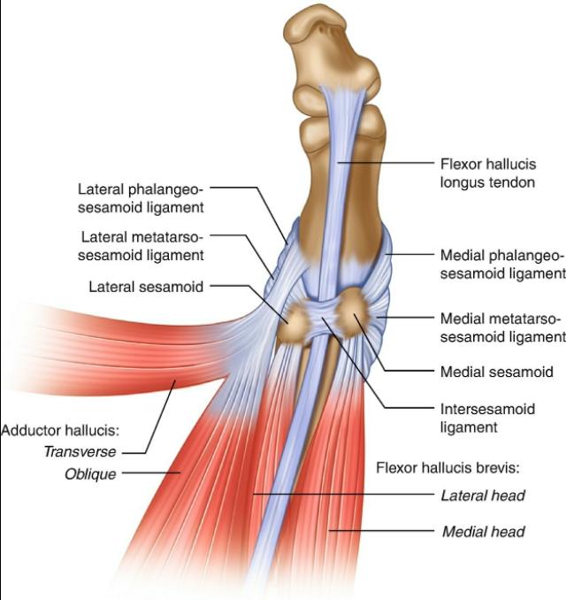 拇外翻大脚趾疼如何在家就能治,大脚拇指痛要警惕