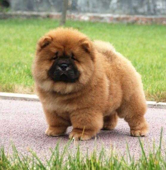 纯种松狮犬好养吗,纯种松狮犬的标准