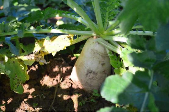 萝卜糠心的原因及防治方法,裂开的胡萝卜营养更好吗