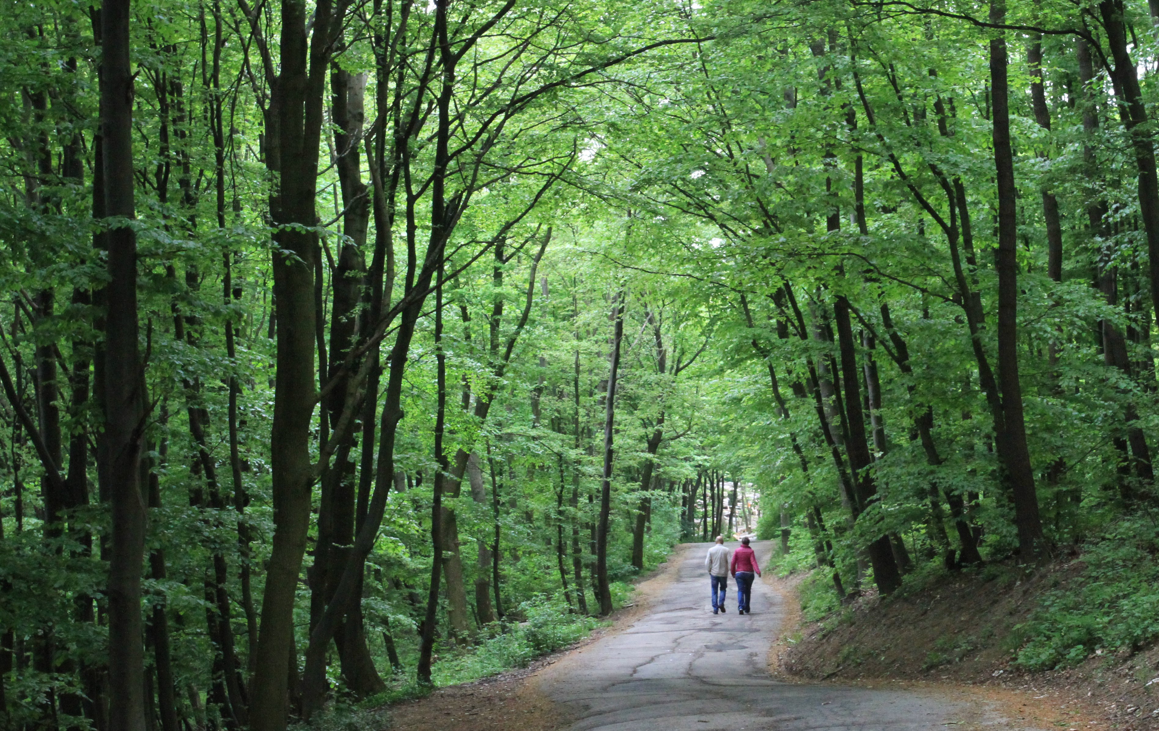 维也纳被誉为什么,维也纳音乐之都体现在哪里