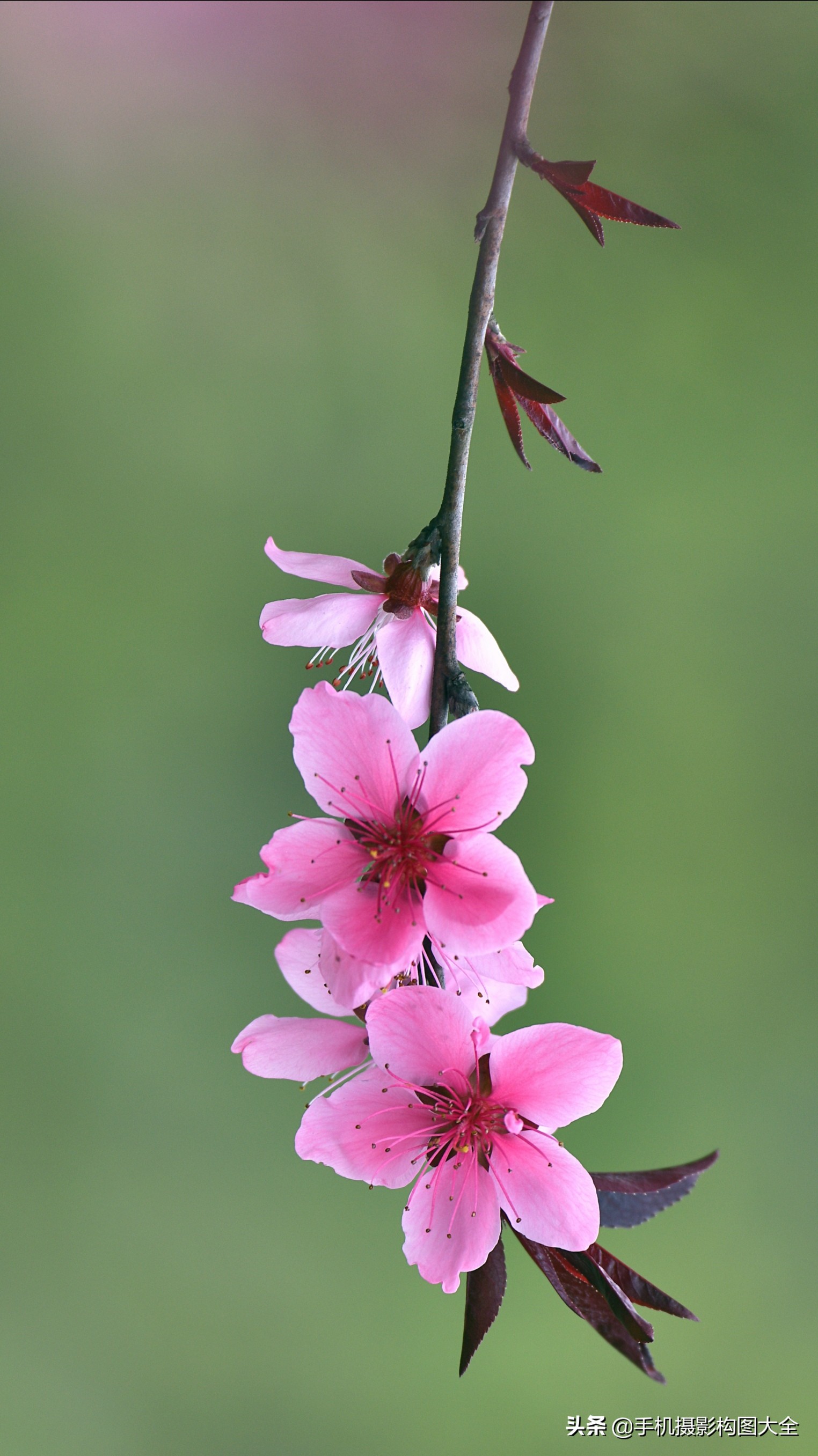 把你的相片做成动态图片,试试你的照片动漫效果