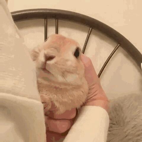 兔兔辣么阔爱，你怎么不养兔兔？