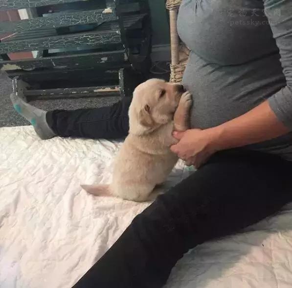 怀孕养宠危害大吗,为什么医生都不建议怀孕后养宠物