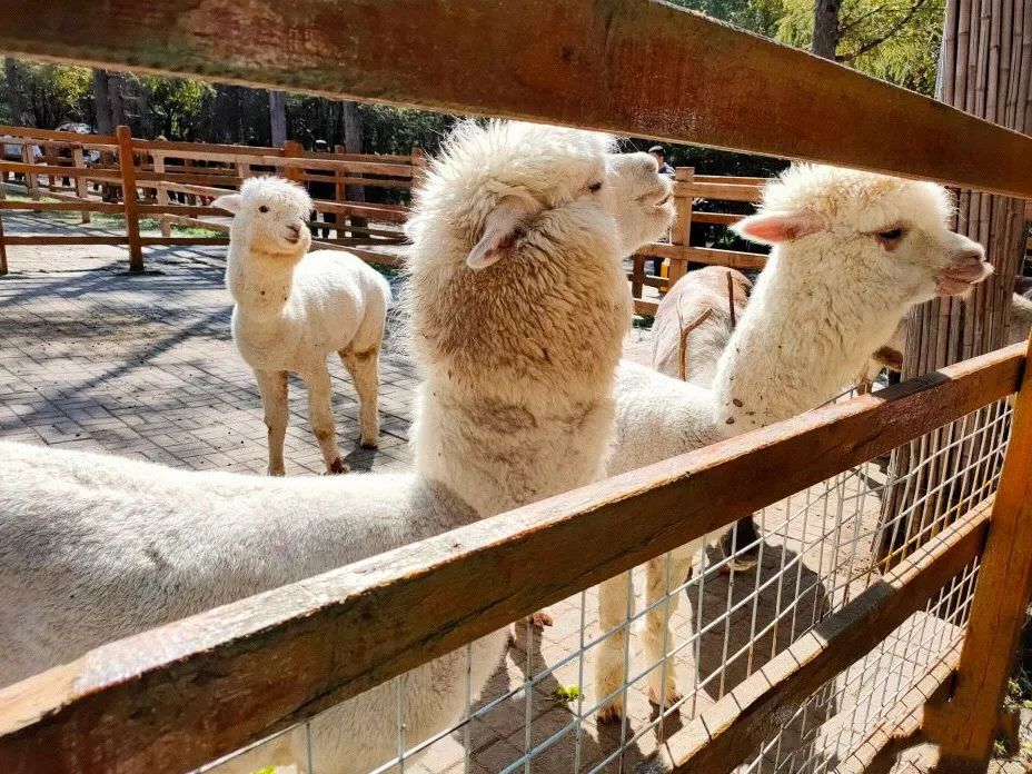 今起东北虎园大门票半价!近百种珍稀动物,带你走进现实版动物世界!